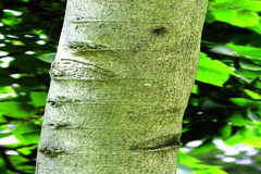 Grewia subinaequalis